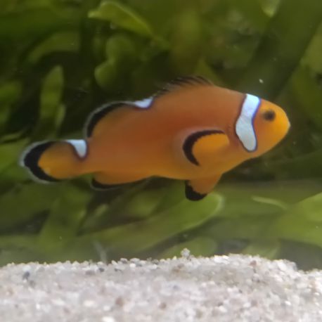 Amphiprion Ocellaris "naked" 2-4 cm