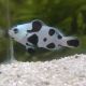 Amphiprion Ocellaris "Black Storm" 3-4 cm