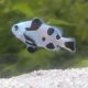 Amphiprion Ocellaris "Black Storm" 3-4 cm
