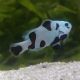 Amphiprion Ocellaris Black Storm 3-4 cm  élevage (LOT DE 2)