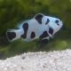 Amphiprion Ocellaris Black Storm 3-4 cm  élevage (LOT DE 2)