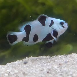 Amphiprion Ocellaris Black Storm 3-4 cm  élevage (LOT DE 2)