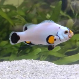Amphiprion Ocellaris "Platinium" 3-4 cm