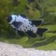 Amphiprion black frostbite voilé 3-4 cm