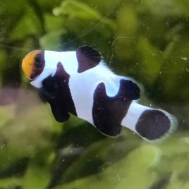 Amphirion Ocellaris "Black Gladiator Premium" 3-4 cm