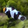 Amphirion Ocellaris "Black Gladiator Premium" 3-4 cm