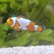 Amphiprion Ocellaris "Snow Flake " 2-3 cm