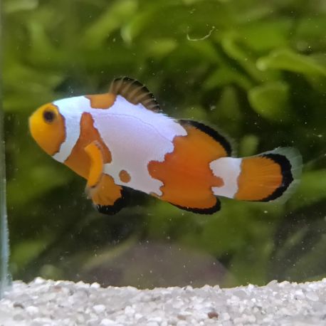 Amphiprion Ocellaris "Snow Flake " 2-3 cm