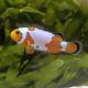 Amphiprion Ocellaris "Snow Flake " 2-3 cm