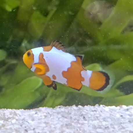 Amphiprion Ocellaris snow flake 3-4 cm (lot de 2)