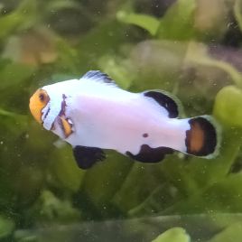 Amphiprion Ocellaris "Platinium" 3-4 cm