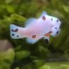 Amphiprion Ocellaris Platinium Storm 3-5 cm (lot de 2)