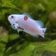 Amphiprion Ocellaris Platinium Storm 3-5 cm (lot de 2)