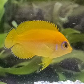 Centropyge flavissimus d’élevage 4-5 cm 97,50 €