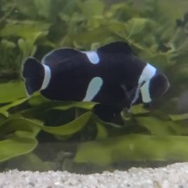 Amphiprion Ocellaris "Black Misbar" 3-5 cm