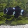 Amphiprion Ocellaris "Black Misbar" 3-5 cm