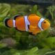 Amphiprion ocellaris élevage 3-4 cm