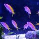 Pseudanthias evansi femelle* : 4-6 cm (lot de 3) 119,50 €