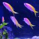 Pseudanthias evansi femelle : 4-6 cm(lot de 3)