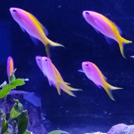 Pseudanthias evansi femelle* : 4-6 cm (lot de 3) 119,50 €