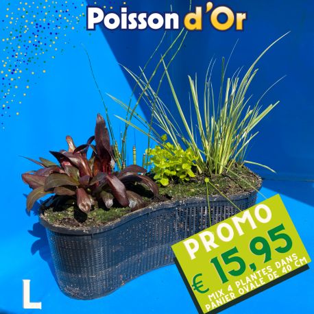 Plantes de bassin Mix 4 plantes dans un panier de 40cm