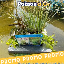 Plantes de bassin Mix de plantes dans un panier flottant de 18cm