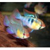 Apistogramma -Mikrogeophagus Ramirezi 3-4 cm le lot de 4  
