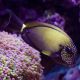 Acanthurus maculiceps 8-10 cm 187,50 €