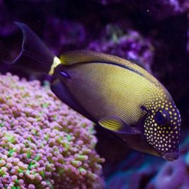 Acanthurus maculiceps 8-10 cm 187,50 €