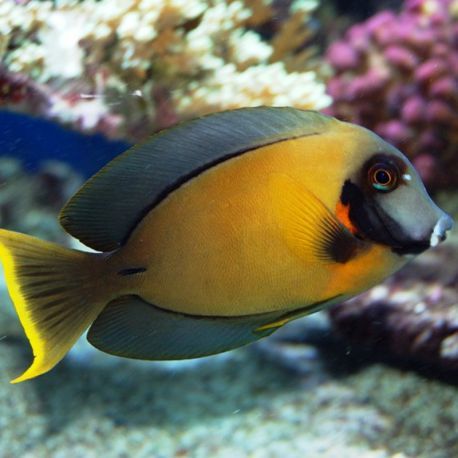 Acanthurus pyroferus 18-20 cm