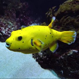 Arothron citrinellus  20 cm  