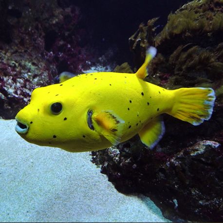 Arothron citrinellus  20 cm  