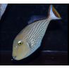 Xanthichthys lineopunctatus 15-17 cm
