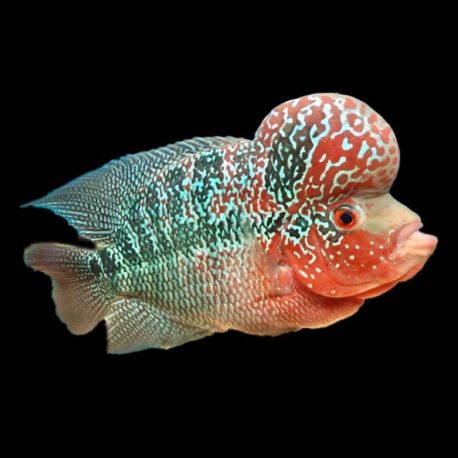 Flower Horn Super Red 8-10cm  127,50 €