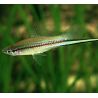Xipho Xiphophorus helleri néons 4-5cm lot de 5