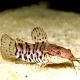 Hoplosternum thoracatum