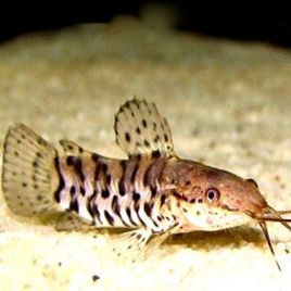 Hoplosternum Thoracatum ALBINO