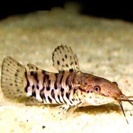 Hoplosternum thoracatum