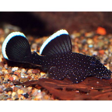Ancistrus starlight 4-5 cm lot de 2