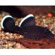Ancistrus white seam starlight 4-5cm