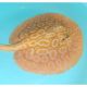Potamotrygon sp pearl albinos 25cm mâle SUPERBE 695,00 €