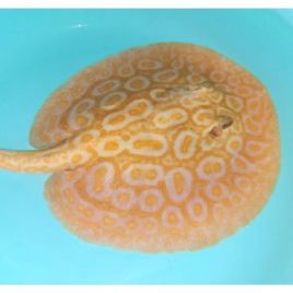 Potamotrygon sp pearl albinos 25cm mâle SUPERBE