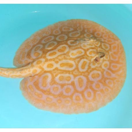 Potamotrygon sp pearl albinos 25cm mâle SUPERBE 695,00 €