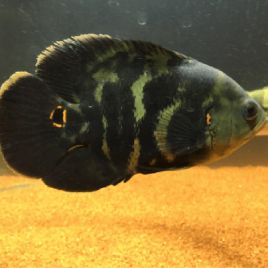 Astronotus Rouges tigrés Oscar 5-6 Cm