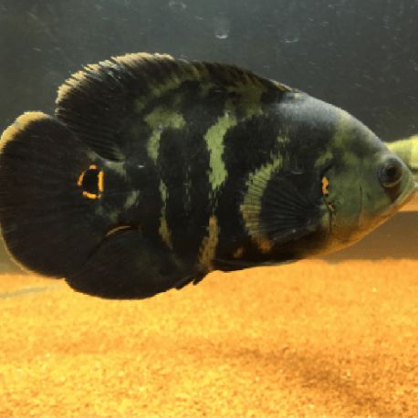Astronotus Rouges tigrés Oscar 5-6 Cm