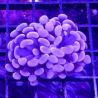 Bouture euphyliia parancore orange 1 polype