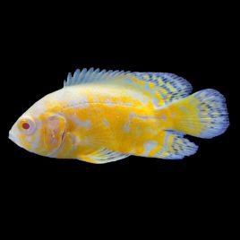 Astronotus Lemon Oscar 5-6 cm  47,50 €