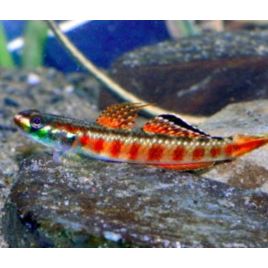 Stiphodon rutilaureus 14,50 €