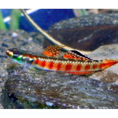 Stiphodon rutilaureus 14,50 €