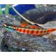 stiphodon rutilaureus lot de 2 27,50 €
